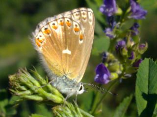 okgzl Anadolu illi Mavisi (Polyommatus ossmar)