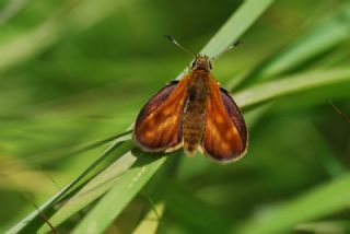 Orman Zpzp (Ochlodes sylvanus)