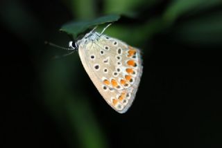 Tr almalar ([unknown genus] n/a)