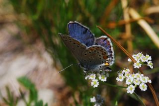 Anadolu Esmergz (Plebejus modicus)