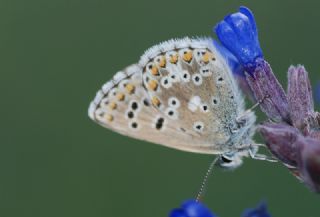 okgzl Balkan Mavisi (Aricia anteros )