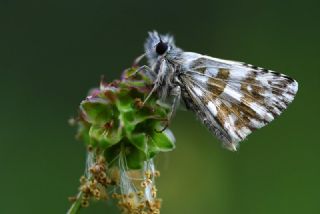spanyol Zpzp (Pyrgus armoricanus)
