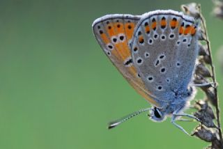 Kk Ate Gzeli (Lycaena thersamon)