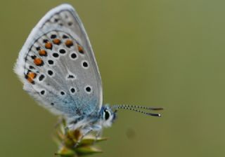 Anadolu Esmergz (Plebejus modicus)