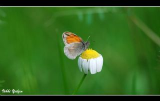 Kk Zpzp Perisi (Coenonympha pamphilus)