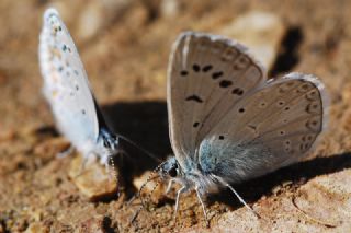 okgzl Edon Mavisi (Polyommatus aedon)