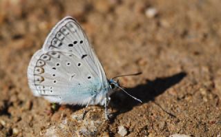 okgzl Edon Mavisi (Polyommatus aedon)