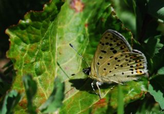 sli Bakr Gzeli (Lycaena tityrus)