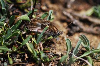 Anadolu Kzlmelei (Hipparchia pellucida)