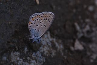 Anadolu Esmergz (Plebejus modicus)