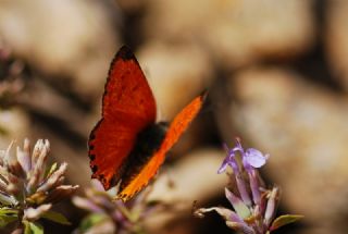 Alev Ategzeli (Lycaena kefersteinii)