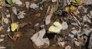 G�zel Azamet&nbsp;(Colias&nbsp;alfacariensis)