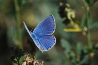 okgzl Mavi (Polyommatus icarus)