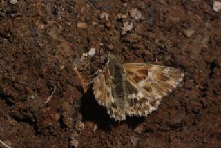 Mermer Zpzp (Carcharodus lavatherae)