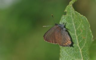 Byk Sevbeni (Satyrium ilicis)
