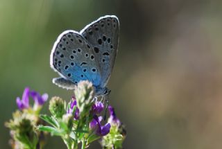 Byk Korubeni (Phengaris arion)