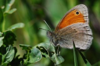 Kk Zpzp Perisi (Coenonympha pamphilus)