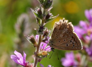 okgzl Dafnis (Polyommatus daphnis)