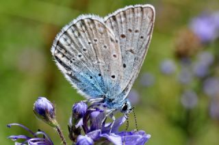 okgzl Dafnis (Polyommatus daphnis)