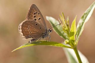 Anormal okgzl (Polyommatus admetus)