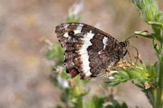 Kara Murat (Brintesia  circe)