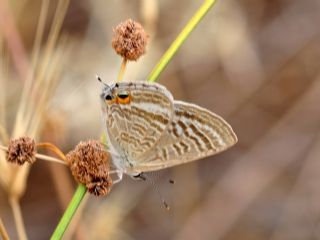 Lampides (Lampides boeticus)