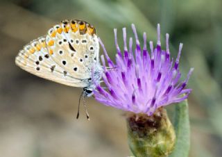 okgzl Mavi (Polyommatus icarus)