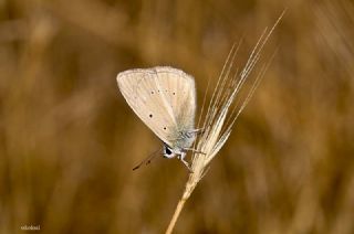 okgzl Anadolu Beyaz (Polyommatus menalcas)