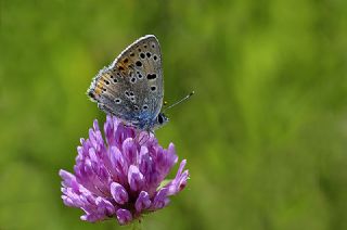 Byk Mor Bakr Gzeli (Lycaena alciphron)