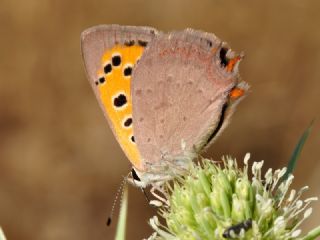 Benekli Bakr Gzeli (Lycaena phlaeas)