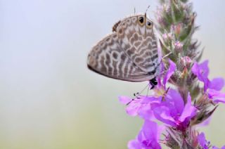 Mavi Zebra (Leptotes pirithous)