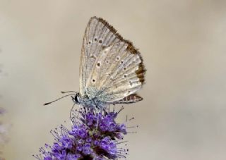 Anormal okgzl (Polyommatus admetus)