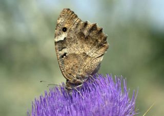 Cad (Chazara briseis)