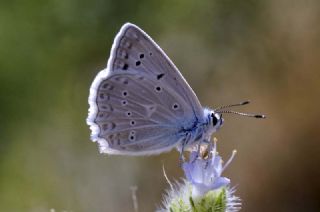 okgzl Dafnis (Polyommatus daphnis)