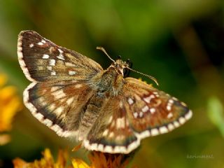 Zeytuni Zpzp (Pyrgus serratulae)