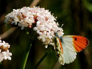 Turuncu Ssl (Anthocharis cardamines)