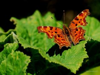 Yrtk Prtk (Polygonia c-album)