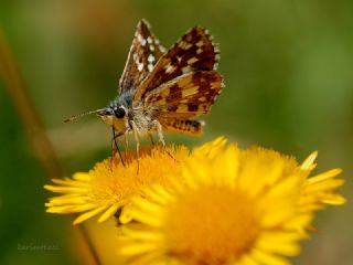 Gzel Zpzp (Pyrgus cinarae)
