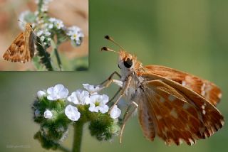 Hatmi Zpzp (Carcharodus alceae)