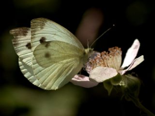 Yalanc Beyazmelek (Pieris pseudorapae)