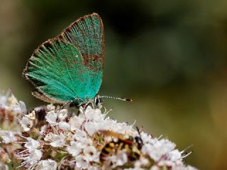 Zmrt (Callophrys rubi)