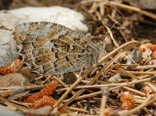 Step Cads (Chazara anthe)