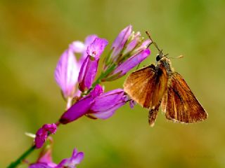 Sar Lekeli Zpzp (Thymelicus acteon)