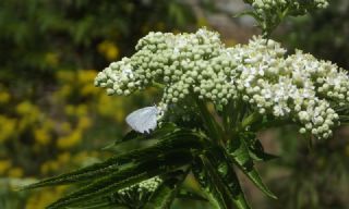 Kutsal Mavi (Celastrina argiolus)