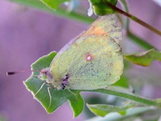 Turan Azameti (Colias thisoa)