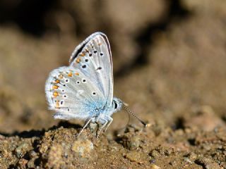 Tr almalar ([unknown genus] n/a)