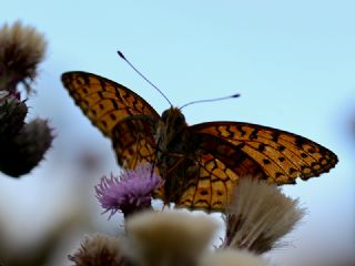 Niyobe (Fabriciana niobe)