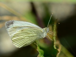 Yalanc Beyazmelek (Pieris pseudorapae)