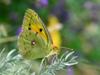 Sar Azamet (Colias croceus)