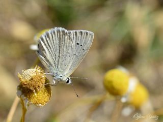 Hopfer
